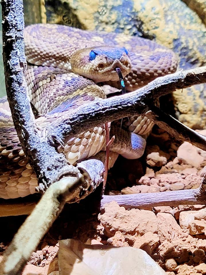 Brittney_Nimtz_Verde_Valley_Oasis_Reptile_Ranch_And_Rescue_33